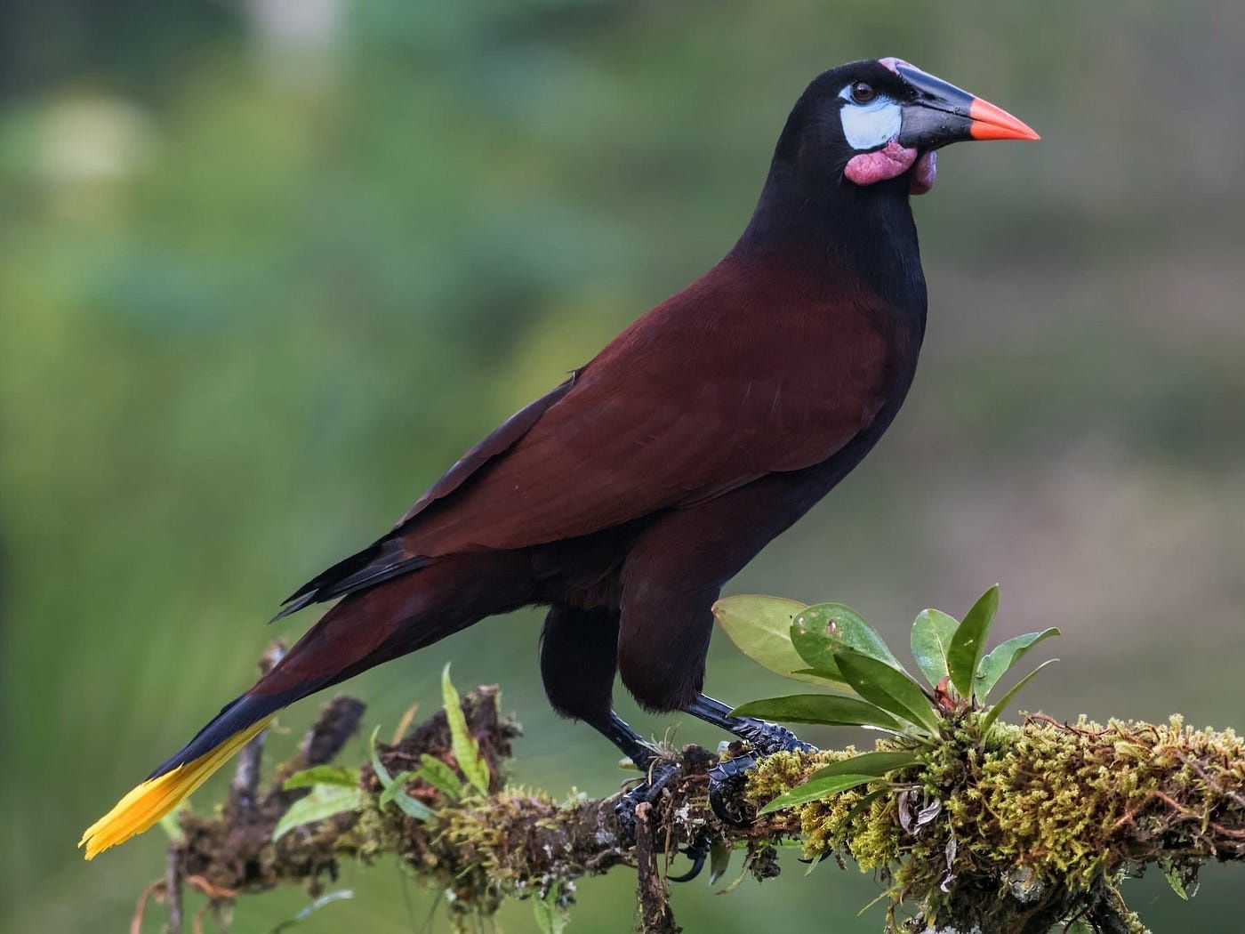 Birding