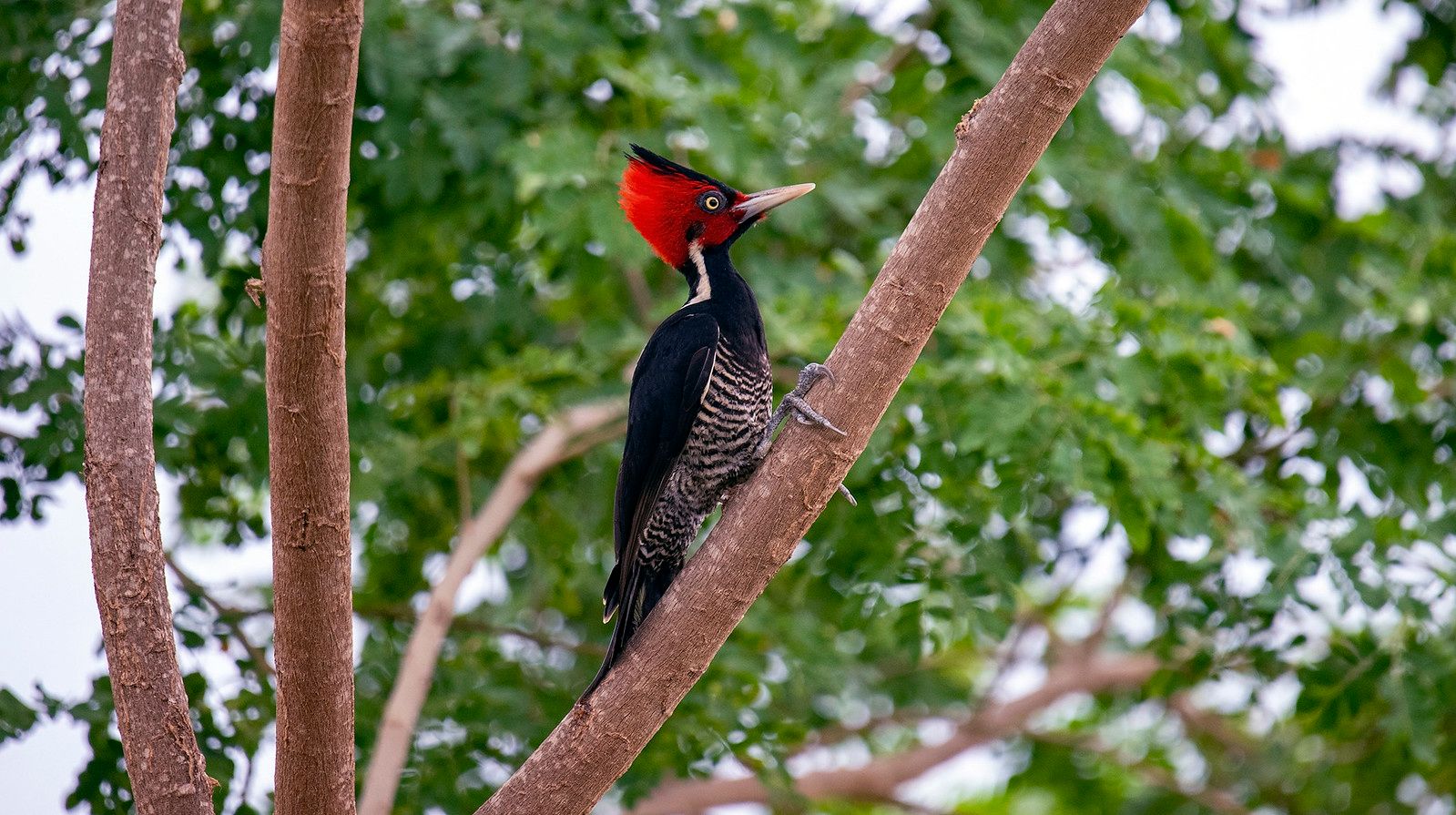 Birding
