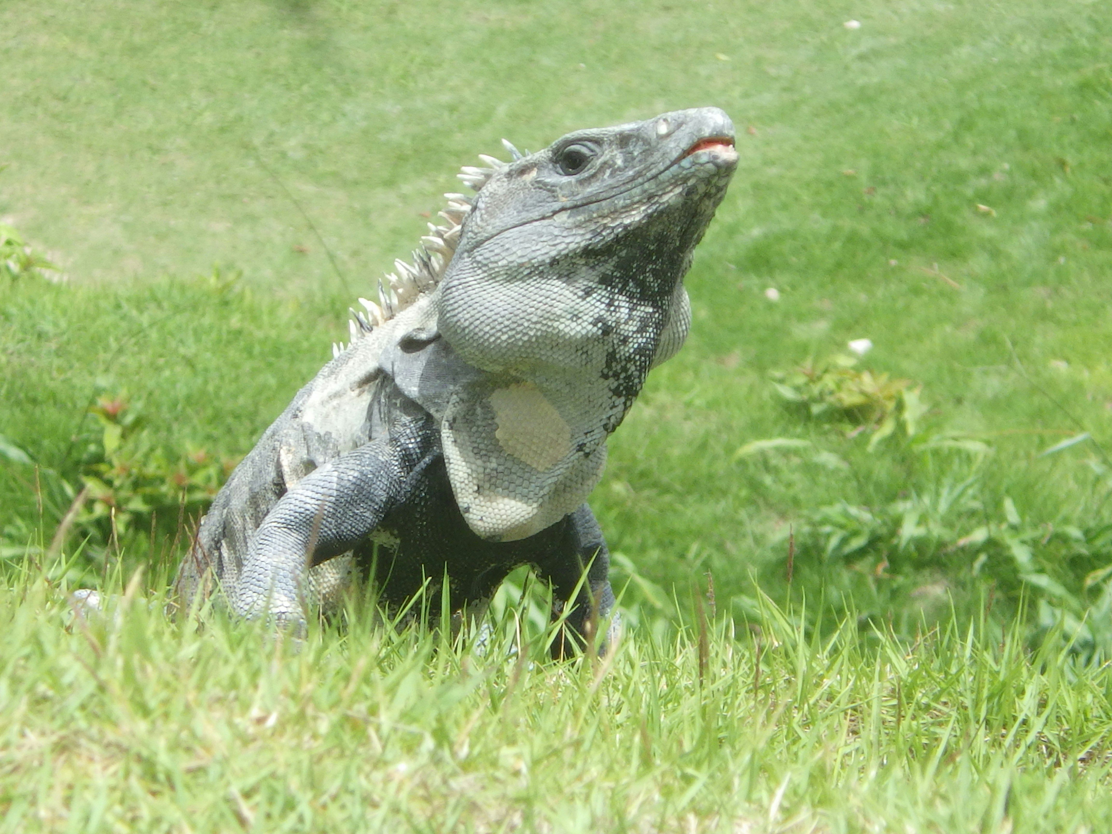 Xunantunich Maya Site