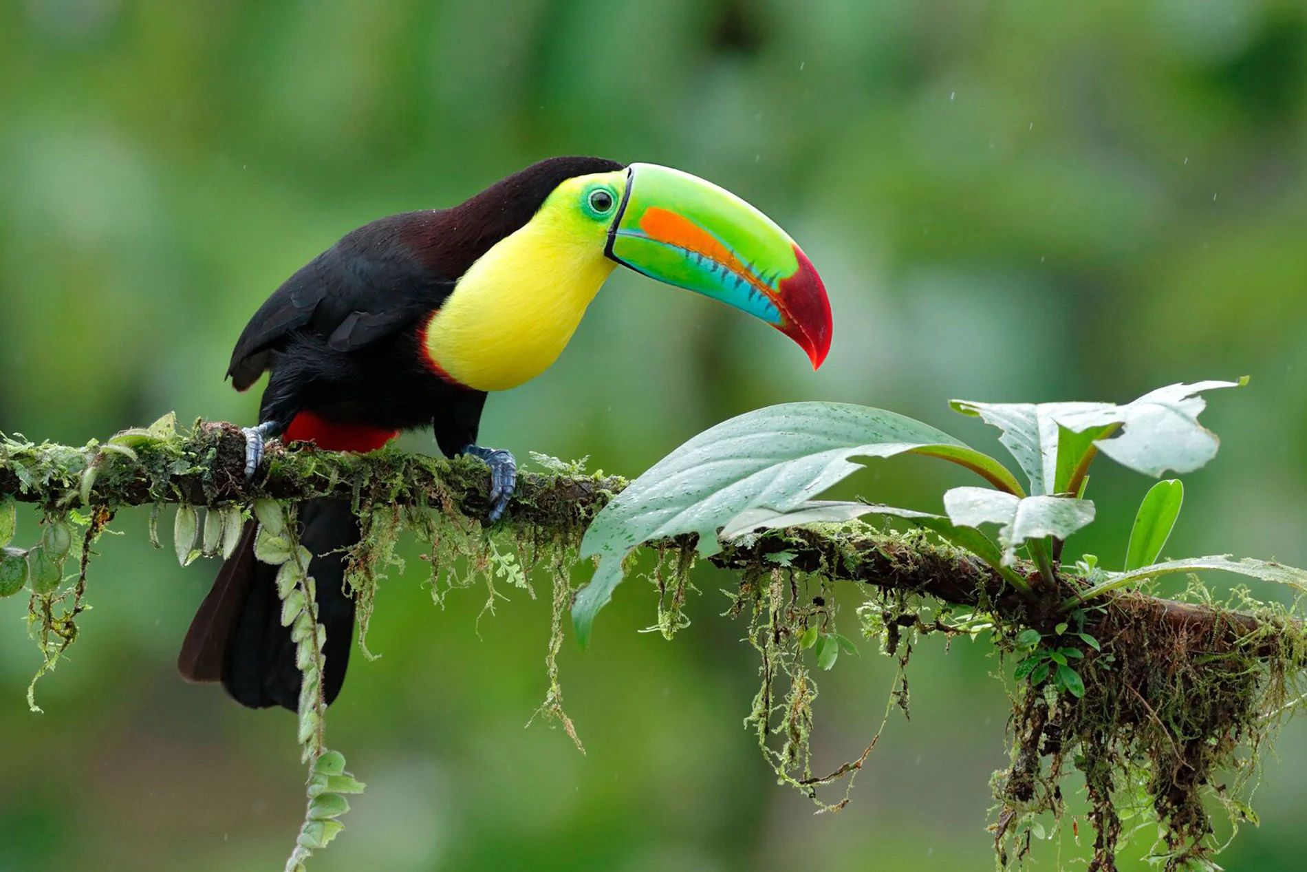 Birding