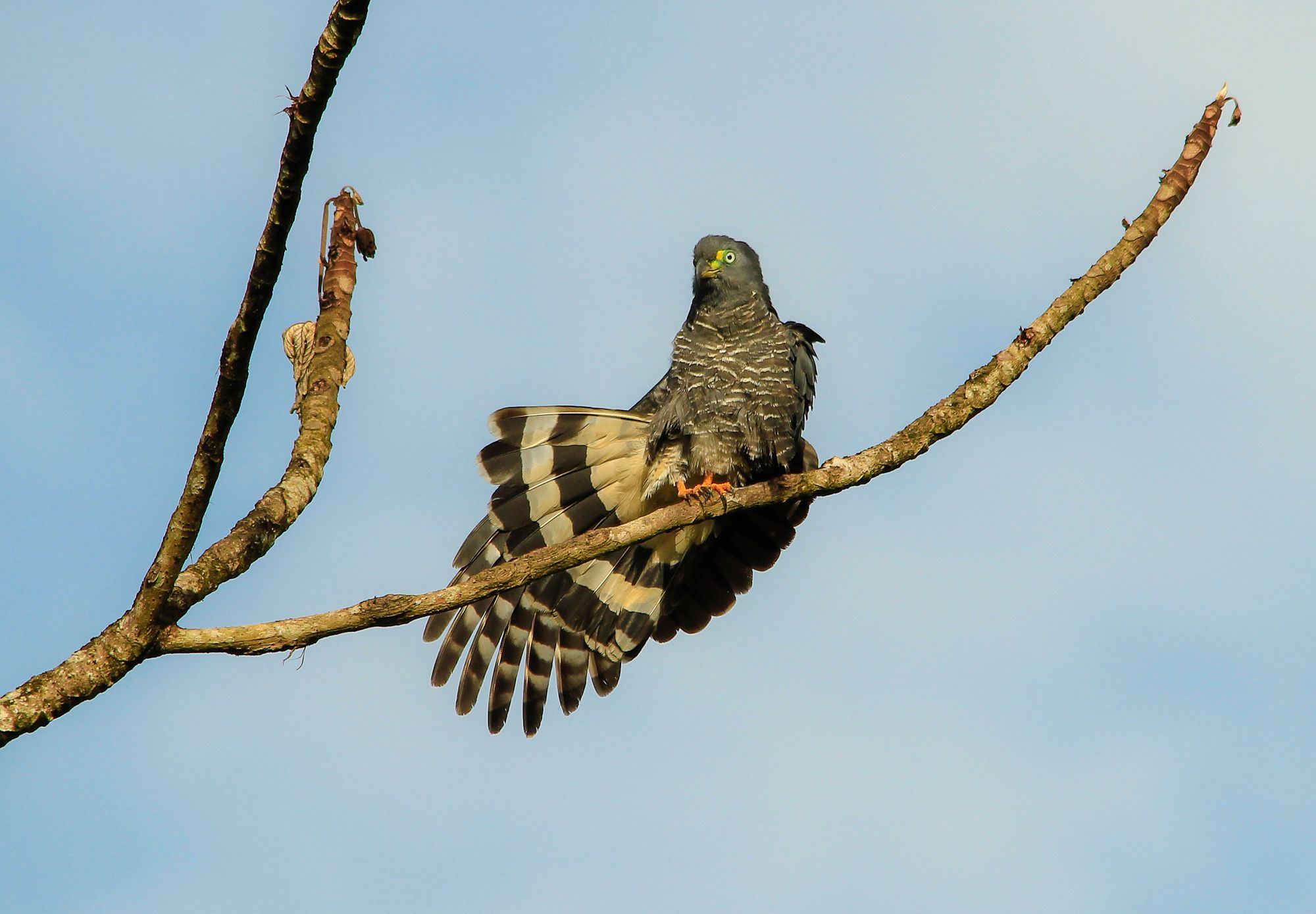 Birding